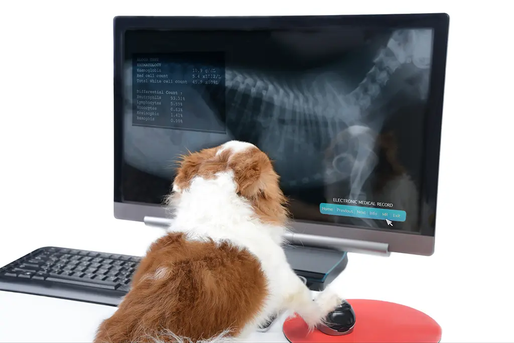Digitales Röntgen bei Tieren